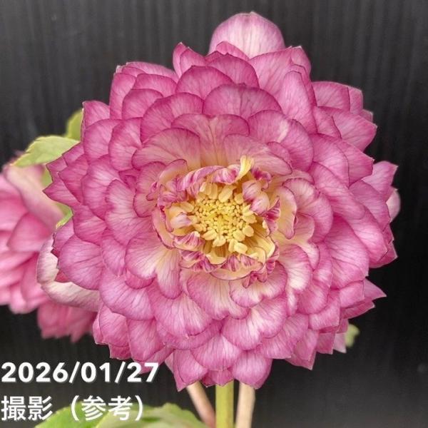 お買い得一点物咲き進み株】加藤農園 多弁系ゴールドクリスマスローズ