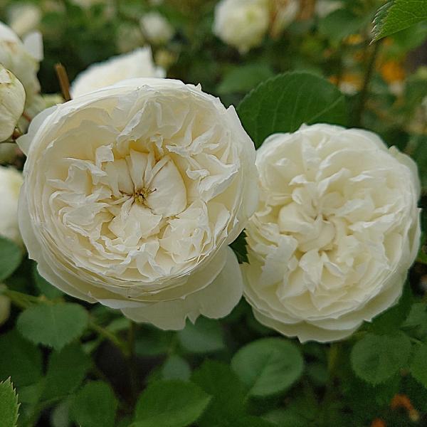 バラ苗 即納 大苗 18cmポット ノーブル ハート : Apple Roses - 通販