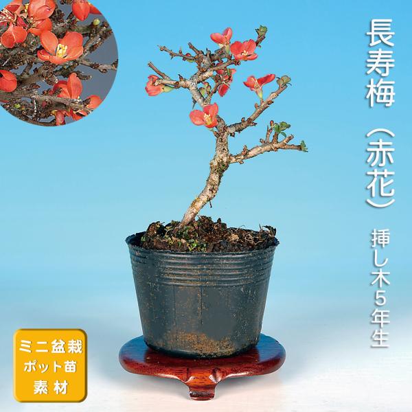 盆栽 長寿梅 チョウジュバイ 小品盆栽 ミニ盆栽 盆栽素材 苗木 雑木 花