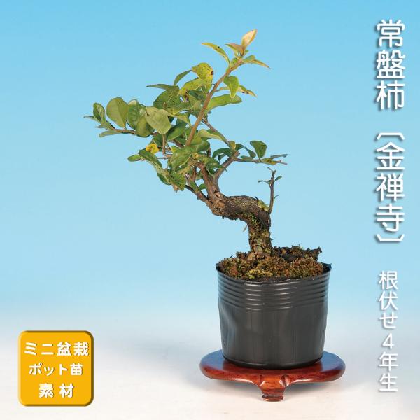 盆栽 常盤柿 金禅寺 トキワガキ 小品盆栽 ミニ盆栽 雑木 実物 盆栽素材