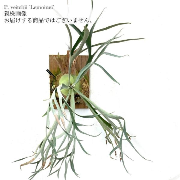 現品) ビカクシダ ビーチー 'レモイネイ' (pup) (No.40888) (コウモリ