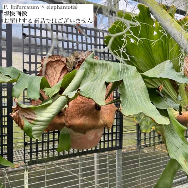 現品) ビカクシダ (ビフルカツム × エレファントティス) (TC) (No