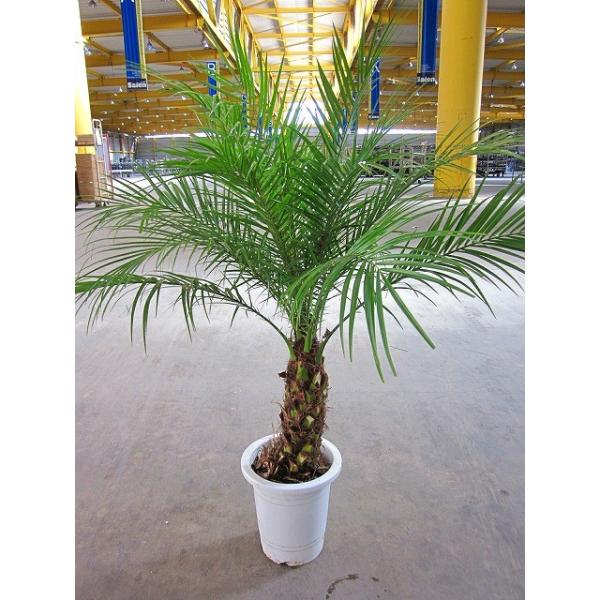 フェニックス ロベレニー 8号 ロベリニー ロベニー ヤシ シンノウヤシ