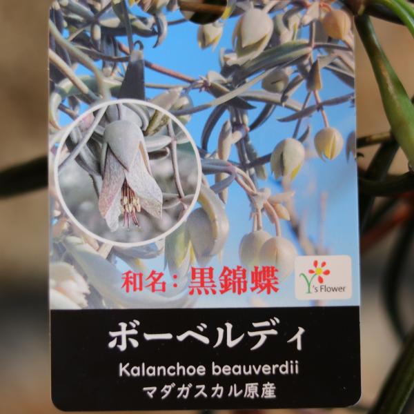 多肉植物 カランコエ ボーベルディ 黒錦蝶 4号鉢 鉢花 鉢植え