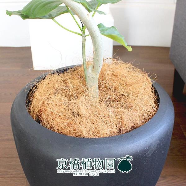 フィカス・ウンベラータ 曲がり 7号【カンサラ鉢カバー付き/ブラック