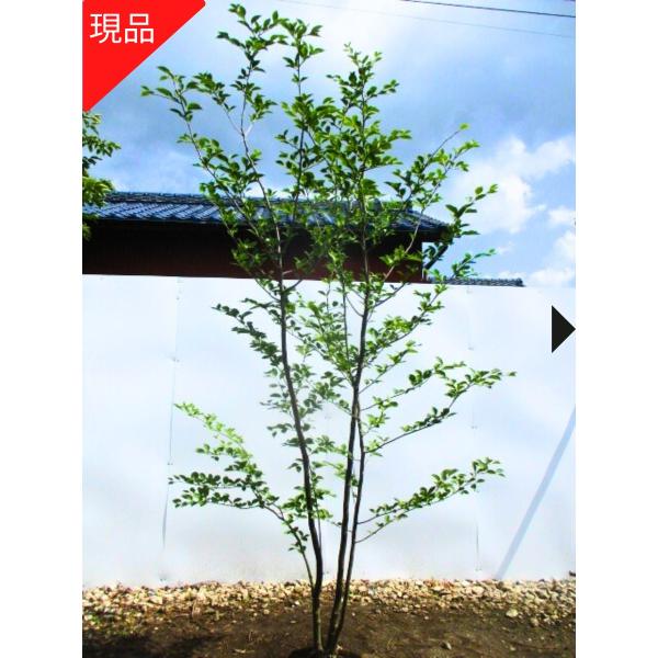 現品発送 アオハダ 株立 樹高2.0-2.1m(根鉢含まず） 落葉樹 落葉高木