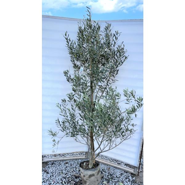 オリーブの木　シプレッシーノ 2