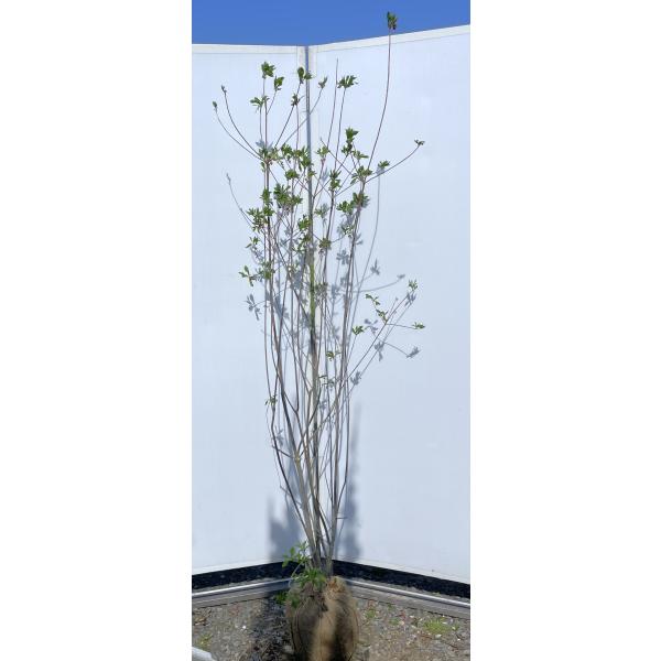 紅ドウダンツツジ 株立ち 約1.9m 現品発送 特大株 植木 苗木 大苗 紅