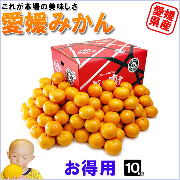 愛媛みかん こつぶ君 10kg : 愛媛だいすけ果樹園 - 通販 - Yahoo