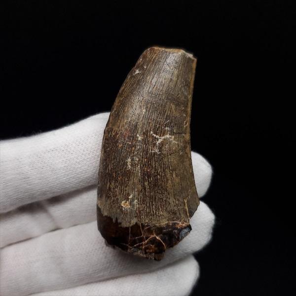 アフロベナトル 歯 化石 本物 二ジェール産 53.98mm プレゼント ギフト