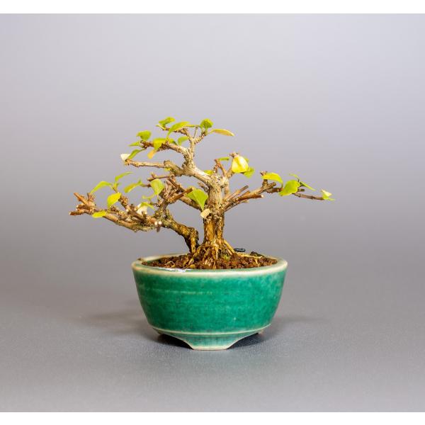 e-bonsai_4016