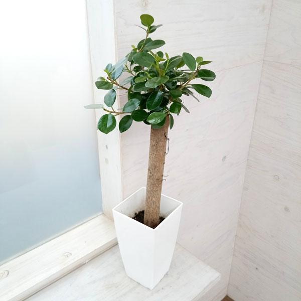 観葉植物 ガジュマル パンダガジュマル 6号鉢植え* : 園芸ネット