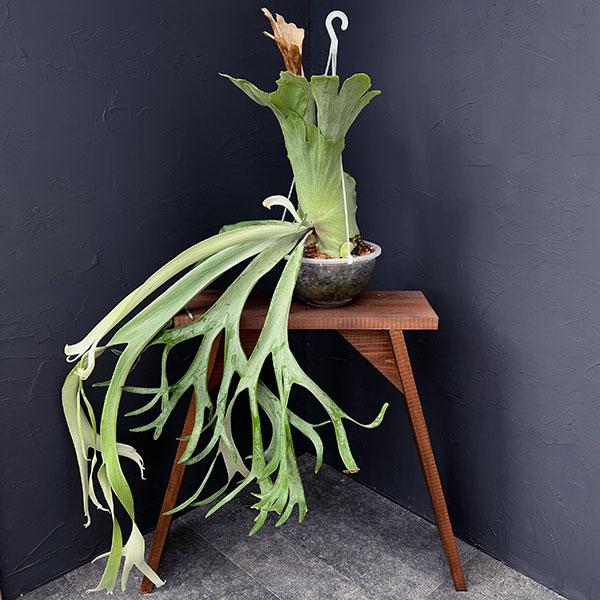 観葉植物 （わけあり特価）ビカクシダ（コウモリラン） ウィリンキー