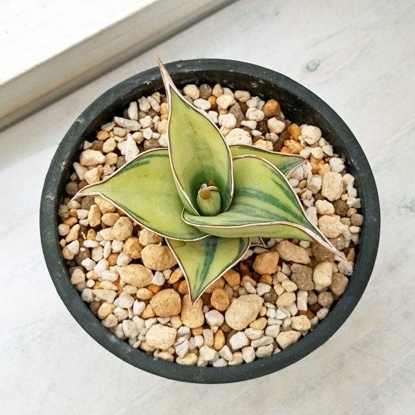 観葉植物 サンセベリア ピングイキュラ バリエガータ（斑入） 3号