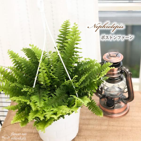 日本花キ流通 観葉植物 シダ ボストンファーン 5号 吊り鉢 吊り下げ