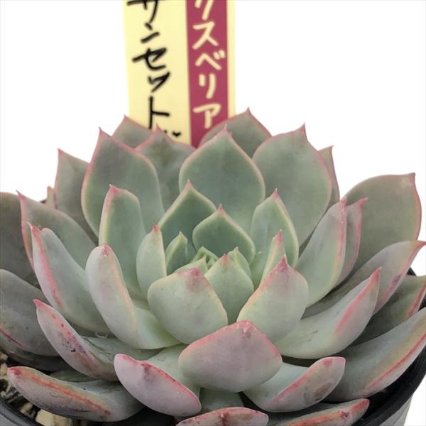 多肉植物 oriミックスベリア No.056 サンセットグレイ おらいさん苗