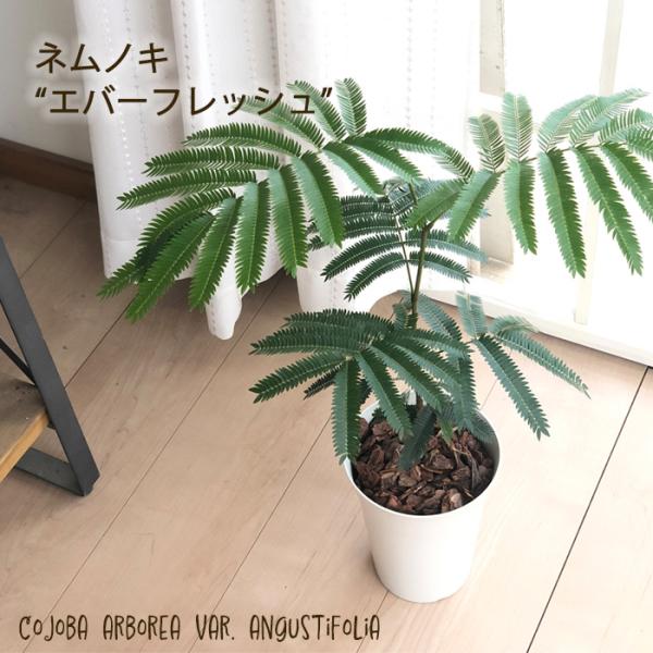 flower-net_z230530011