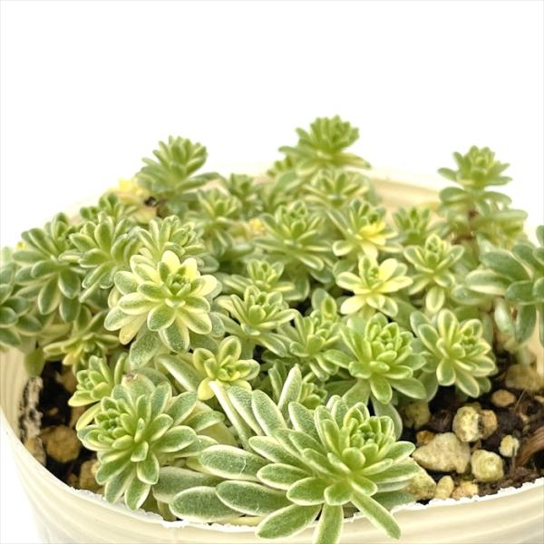 flower-net_z241031007