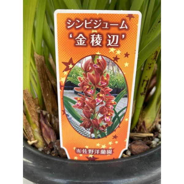 キンリョウヘン大株 花芽5芽以上 : 日本ライン花木センターYahoo