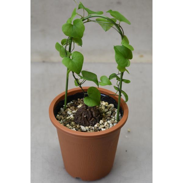 ディオスコレア 亀甲竜 3.5号鉢 塊根植物 : 金井園芸 - 通販 - Yahoo