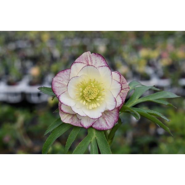 クリスマスローズ開花株 DDレッドエンジェル 237 現品限り : 金井園芸