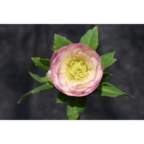 クリスマスローズ開花株 DDグラデーション毬姫 450 現品限り : 金井