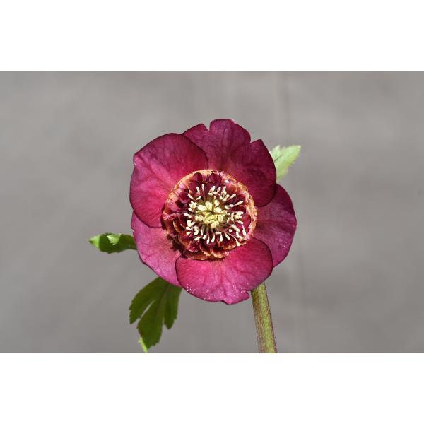 クリスマスローズ開花株 SDグロッシーカラー☆グロスパープルレッドピ