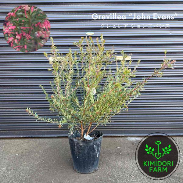 グレビレア ジョンエバンス グレヴィレア ネイティブ プランツ
