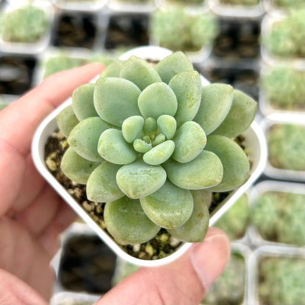 多肉植物 エケベリア ロココ 7.5cmポット苗 : ハニーミント - 通販
