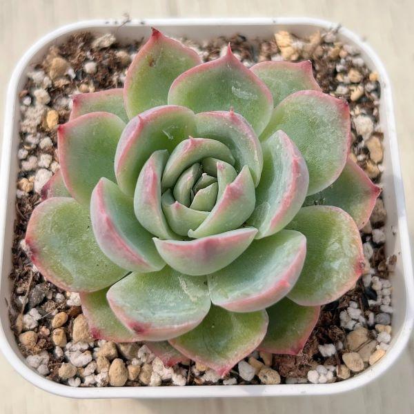 多肉植物 エケベリア シルエット 7.5cmポット苗 : ハニーミント - 通販