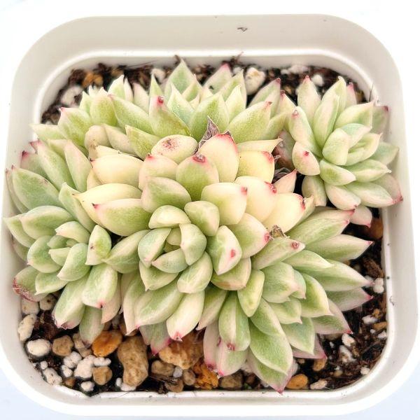 多肉植物 エケベリア メビナ錦 7.5cmポット苗 : ハニーミント - 通販