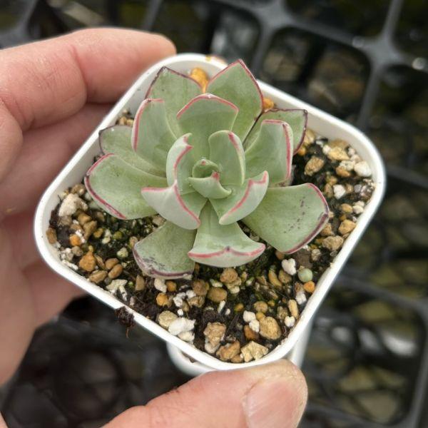 多肉植物 エケベリア ストリクチフローラ ノヴァ 7.5cmポット苗