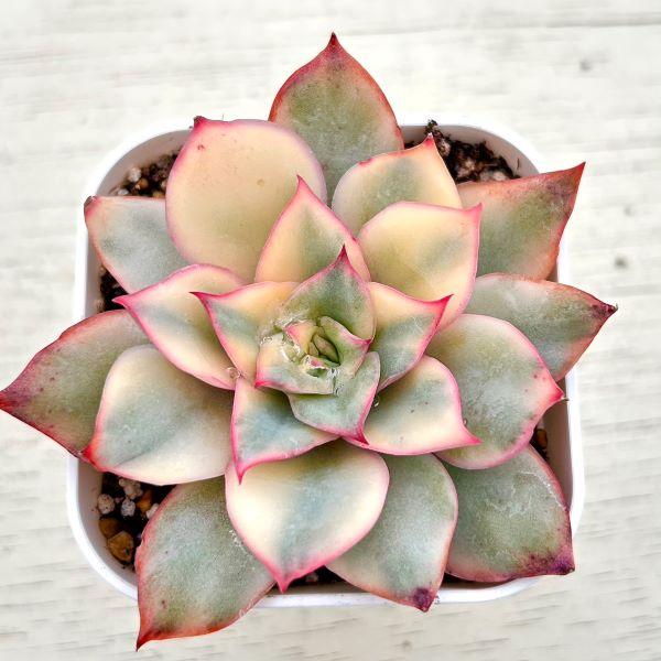 多肉植物 エケベリア ムーンゴッデス錦 7.5cmポット苗 : ハニーミント