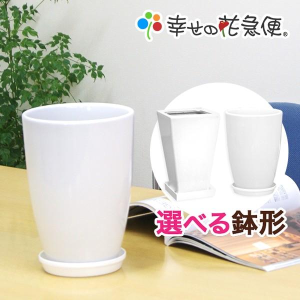 6号陶器鉢(白) A038 A033【用土別売】送料無料 観葉植物 植木鉢 植え