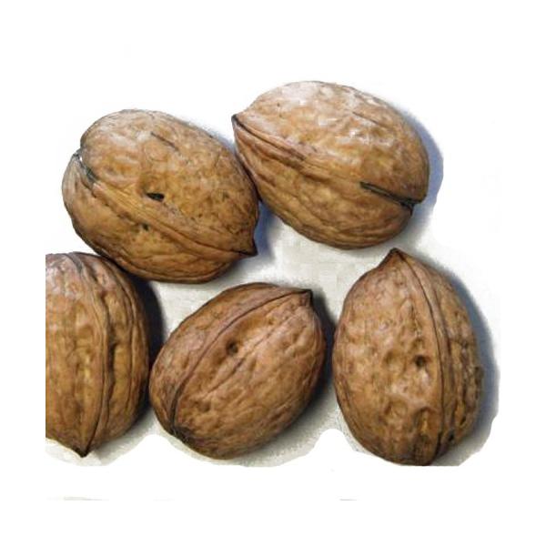 胡桃(クルミ)苗木 鬼胡桃（オニグルミ） : 植物・園芸専門店 花育通販