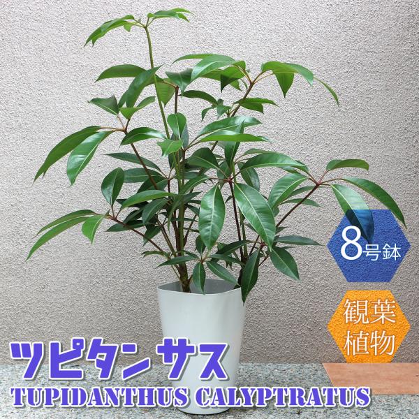 ITANSE 観葉植物 ツピタンサス 8号鉢 2〜3本立ち 1個 人気 大型