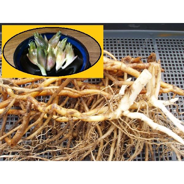 茗荷（みょうが）の苗（根株10本）栽培期間中農薬化学肥料不使用・栽培