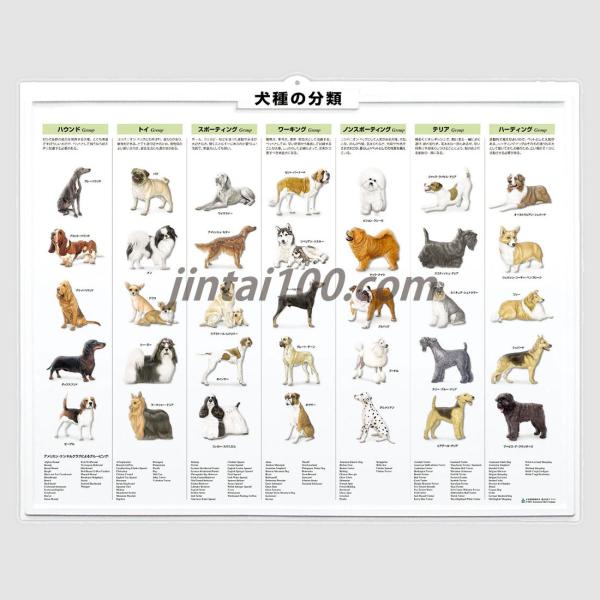 犬種の分類」立体ポスター B2サイズ 動物学ウオールレリーフアート