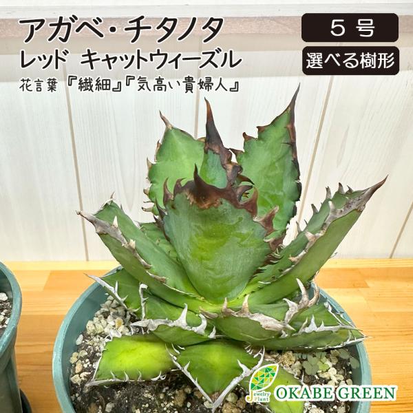 観葉植物 アガベ チタノタ レッド キャットウィーズル 5号 現品 選べる