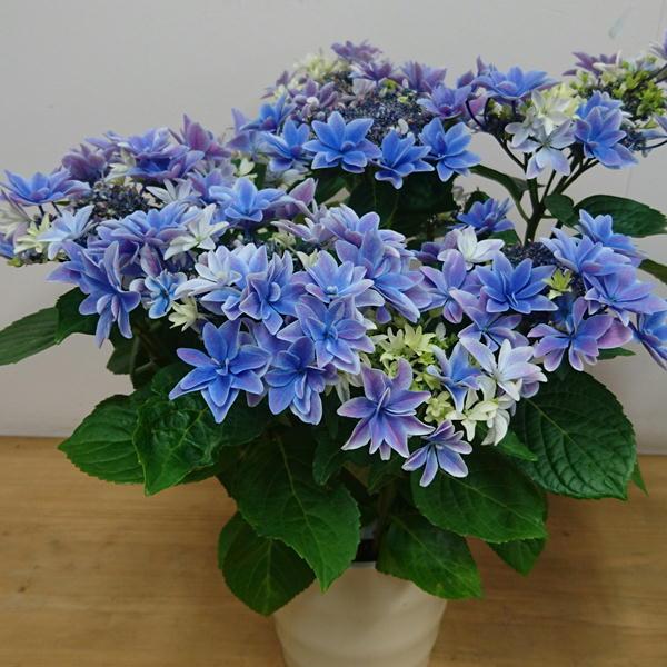 母の日 アジサイ 鉢植え 月虹ブルー 新品種 2026年（福岡県生産者のみ