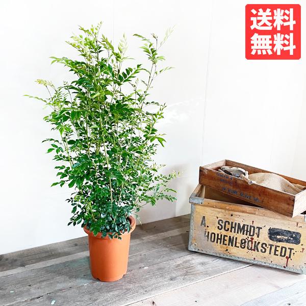 シマトネリコ 苗 庭木 株立ち トネリコ 観葉植物 中型 インテリア 丈夫