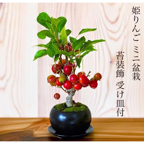 wagokorobonsai_wb0072