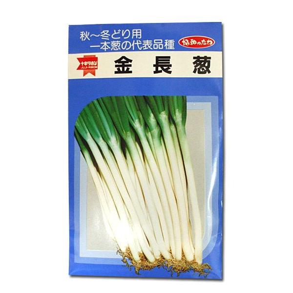 野菜の種/種子 金長3号葱・ねぎ ネギ 20ml （メール便発送