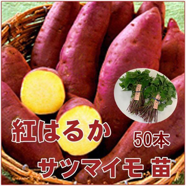 大人気！】サツマイモ苗 紅はるか苗 PVP登録品種 べにはるか