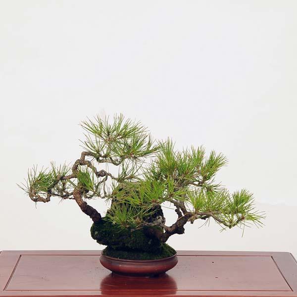 盆栽：赤松石付 現品*あかまつ アカマツ Akamatsu bonsai 中品盆栽