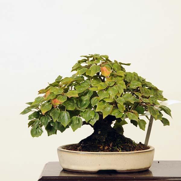 小品盆栽：特選宮様楓 現品*かえで カエデ Kaede 送料無料 : 遊恵盆栽