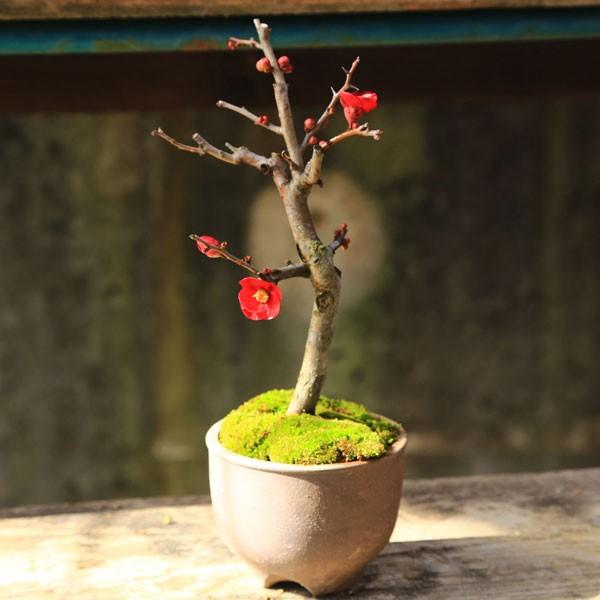 小品盆栽：花色選べる木瓜（ボケ）赤系(丹波焼小鉢)*bonsai : 遊恵盆栽