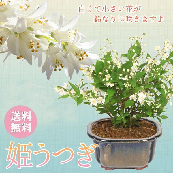 小品盆栽：姫うつぎ(藍黄土色モッコ陶器鉢)*＜2025年開花終了＞姫空木
