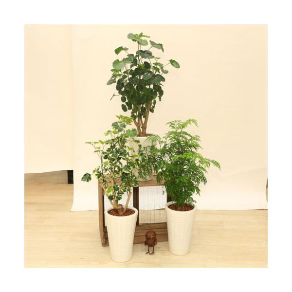 観葉植物：ポリシャス タイワンモミジ*陶器鉢 受皿付 バーク 品種選べ