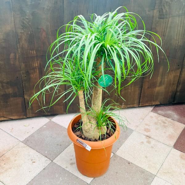 おしゃれ 観葉植物：ノリナ トックリラン ブランチ*1番 プラポット